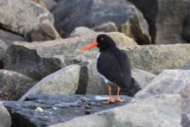 Ostrygojad - Haematopus ostralegus - Eurasian Oystercatcher