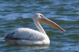 Pelikan różowy - Pelecanus onocrotalus - Great White Pelican