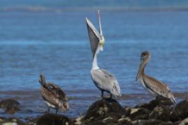 Pelikan brunatny - Pelecanus occidentalis - Brown Pelican