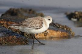 Piaskowiec - Calidris alba - Sanderling