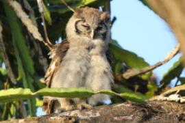 Puchacz mleczny - Bubo lacteus - Verreaux's Eagle Owl