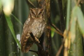 Syczoń tropikalny - Megascops choliba - Tropical Screech Owl