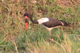 Żabiru afrykański - Ephippiorhynchus senegalensis - Saddle-billed Stork