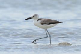 Krabożer - Dromas ardeola - Crab-plover