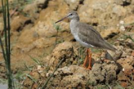 Krwawodziób - Tringa totanus - Common Redshank