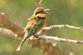 Żołna niebieskopierśna - Merops variegatus - Blue-breasted Bee-eater