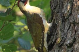 Dzięcioł zielony - Picus viridis - Green Woodpecker