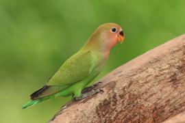Nierozłączka czerwonoczelna - Agapornis roseicollis - Rosy-faced Lovebird