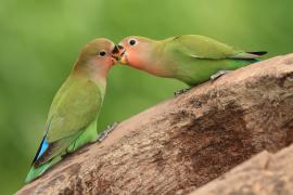 Nierozłączka czerwonoczelna - Agapornis roseicollis - Rosy-faced Lovebird