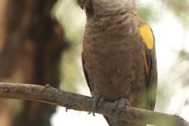 Afrykanka niebieskorzytna - Poicephalus rueppellii - Rüppell's Parrot