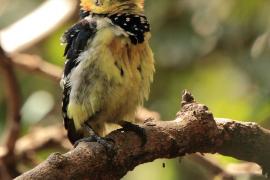 Brodal czubaty - Trachyphonus vaillantii - Crested Barbet