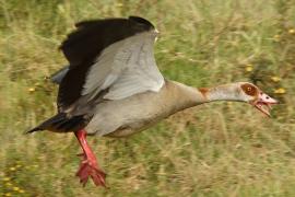 Gęsiówka egipska - Alopochen aegyptiaca - Egyptian Goose