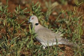 Synogarlica okularowa - Streptopelia decipiens - African Mourning Dove