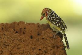 Brodal czerwonouchy - Trachyphonus erythrocephalus - Red-and-yellow Barbet