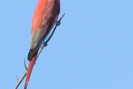 Żołna szkarłatna - Merops nubicus - Northern Carmine Bee-eater