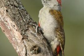 Dzięcioł popielaty - Dendropicos goertae - African Grey Woodpecker