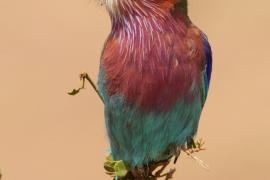 Kraska liliowopierśna - Coracias caudatus - Lilac-breasted Roller