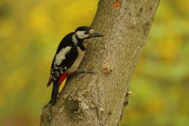 Dzięcioł duży - Dendrocopos major - Great Spotted Woodpecker