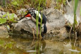 Dzięcioł duży - Dendrocopos major - Great Spotted Woodpecker