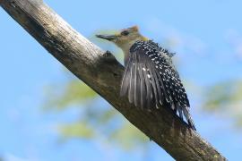 Dzięciur płomiennogłowy - Melanerpes hoffmannii - Hoffmann's Woodpecker