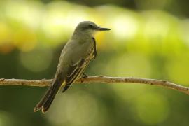 Tyran melancholijny - Tyrannus melancholicus - Tropical Kingbird