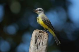 Tyran melancholijny - Tyrannus melancholicus - Tropical Kingbird