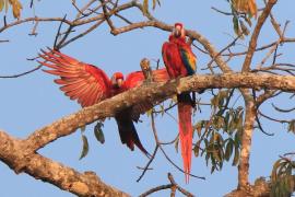 Ara żółtoskrzydła - Ara macao - Scarlet Macaw