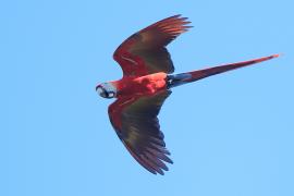 Ara żółtoskrzydła - Ara macao - Scarlet Macaw