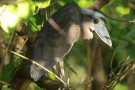 Rakojad - Cochlearius cochlearius - Boat-billed Heron