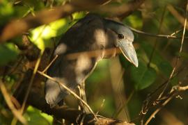 Rakojad - Cochlearius cochlearius - Boat-billed Heron
