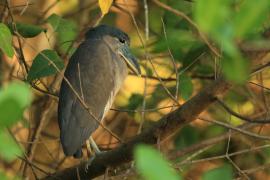 Rakojad - Cochlearius cochlearius - Boat-billed Heron