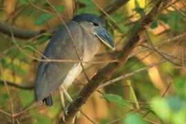 Rakojad - Cochlearius cochlearius - Boat-billed Heron