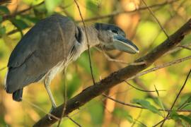 Rakojad - Cochlearius cochlearius - Boat-billed Heron