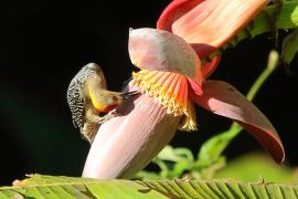 Dzięciur płomiennogłowy - Melanerpes hoffmannii - Hoffmann's Woodpecker