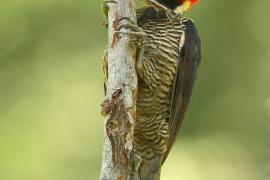 Dzięcioł jasnodzioby - Campephilus guatemalensis - Pale-billed Woodpecker