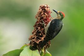 Dzięciur pstry - Melanerpes pucherani - Black-cheeked Woodpecker