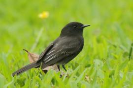 Fibik czarny - Sayornis nigricans - Black Phoebe