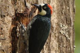 Dzięciur żołędziowy - Melanerpes formicivorus - Acorn Woodpecker