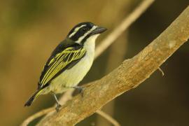 Wąsaczek żółtorzytny - Pogoniulus bilineatus - Yellow-rumped Tinkerbird