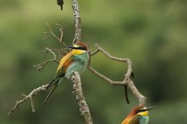 Żołna zwyczajna - Merops apiaster - European Bee-eater