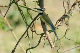 Żołna białogardła - Merops albicollis - White-throated Bee-eater