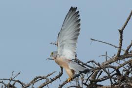 Pustułeczka - Falco naumanni - Lesser Kestrel