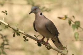 Synogarlica okularowa - Streptopelia decipiens - African Mourning Dove