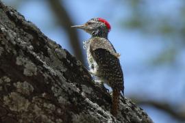 Dzięciolik złotosterny - Geocolaptes abingoni - Golden-tailed Woodpecker