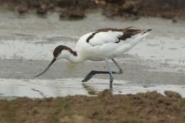 Szablodziób - Recurvirostra avosetta - Pied Avocet
