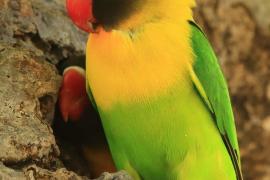 Nierozłączka czarnogłowa - Agapornis personatus - Yellow-collared Lovebird
