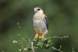 Sokolik czerwonooki - Polihierax semitorquatus - African Pygmy Falcon