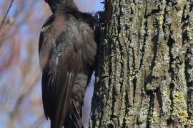 Dzięcioł czarny - Dryocopus martius - Black Woodpecker