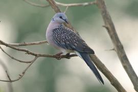 Synogarlica perłoszyja - Streptopelia chinensis - Spotted Dove