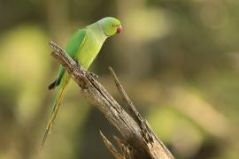 Aleksandretta obrożna - Psittacula krameri - Rose-ringed Parakeet